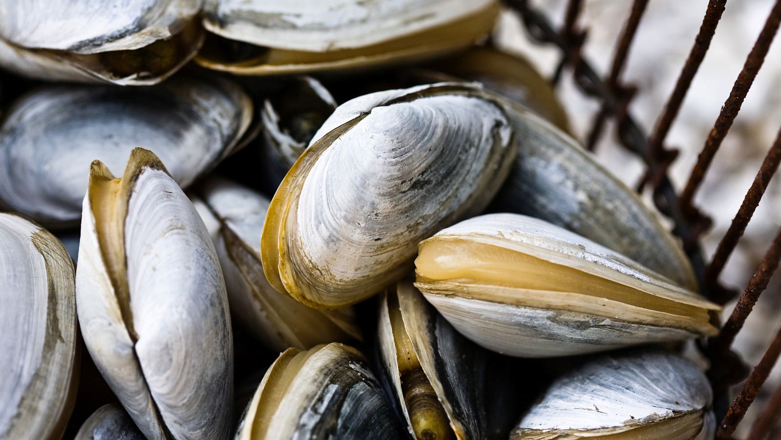 how-to-cook-raw-clams