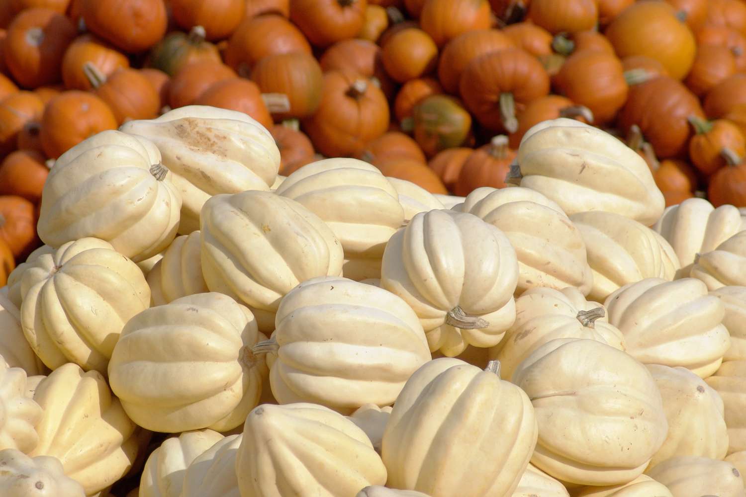 how-to-cook-white-squash