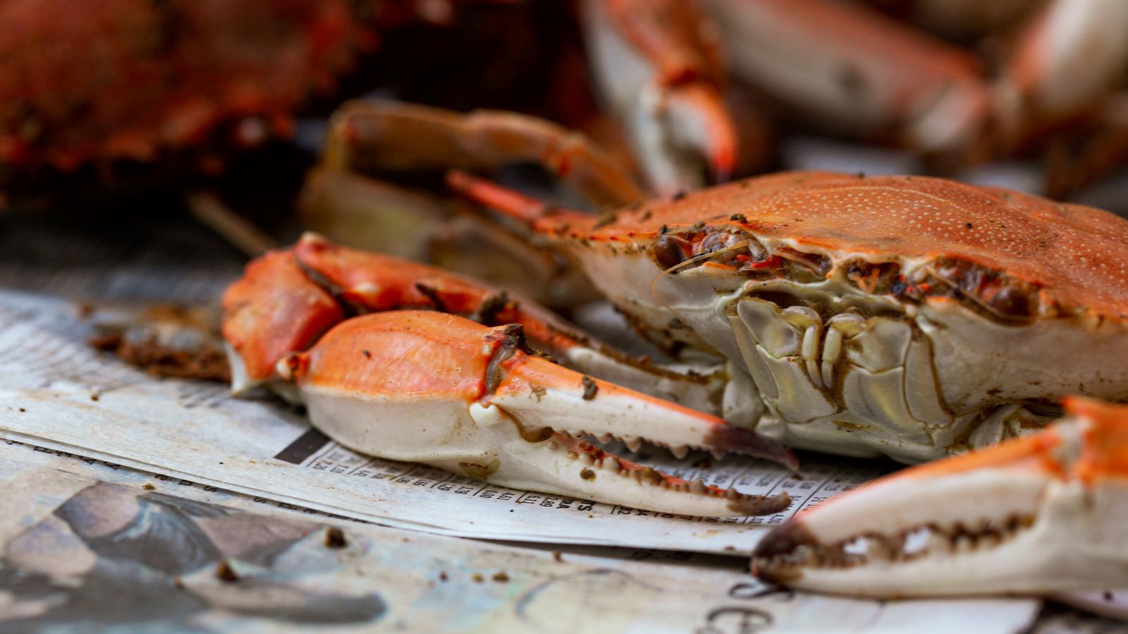 how-to-cook-whole-stone-crab