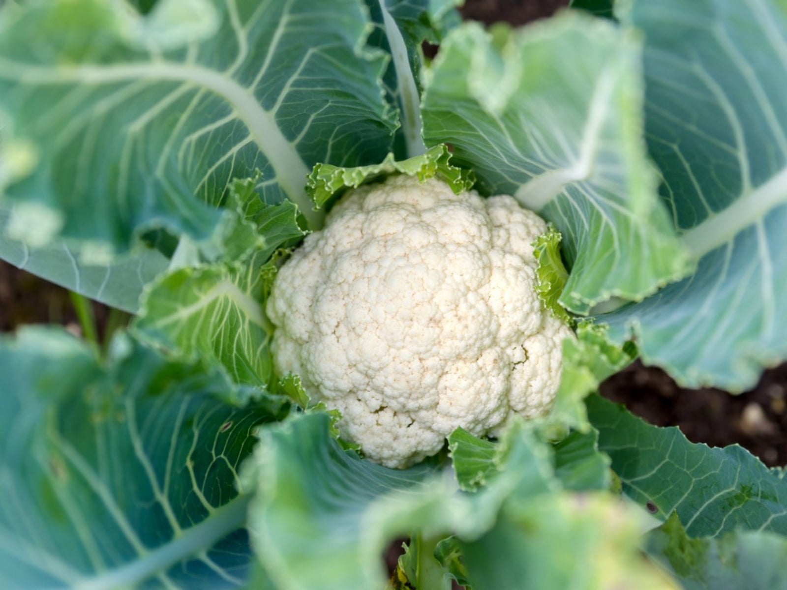 how-to-blanch-cauliflower-when-growing