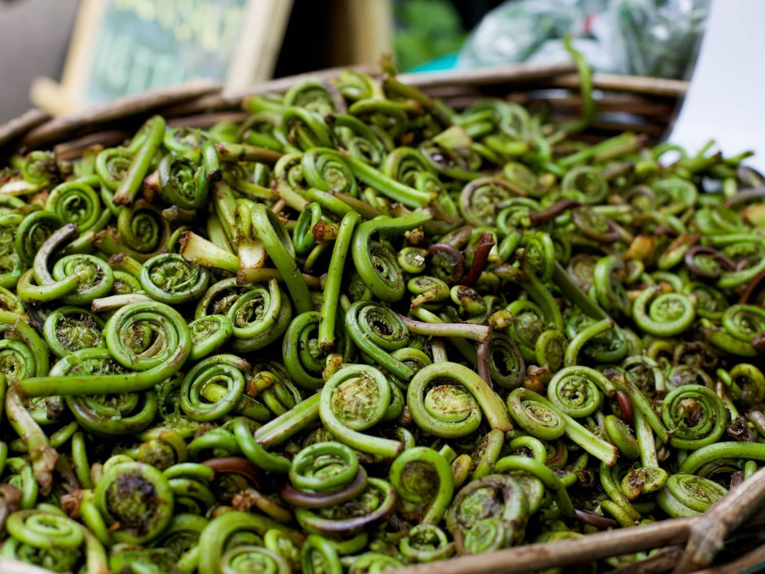how-to-blanch-fiddleheads-for-freezing