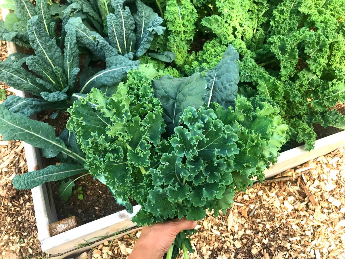 how-to-blanch-kale-to-freeze