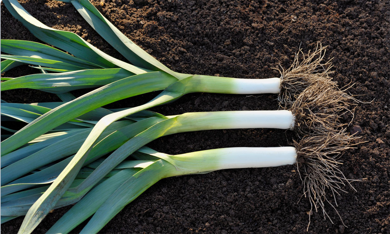 how-to-blanch-leeks-before-harvesting
