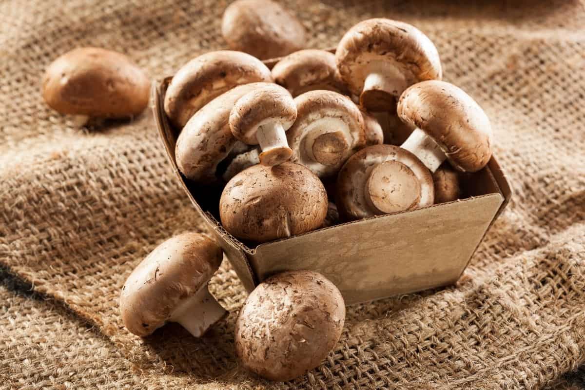 how-to-cook-baby-portobello-mushrooms