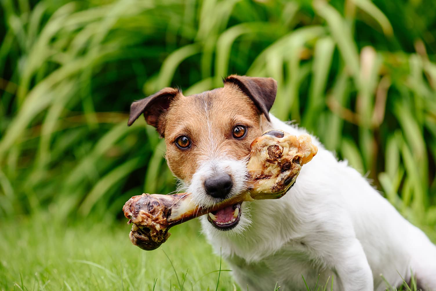 Lamb bones store for dogs cooked