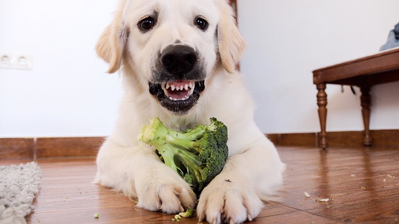 how-to-cook-broccoli-for-dogs