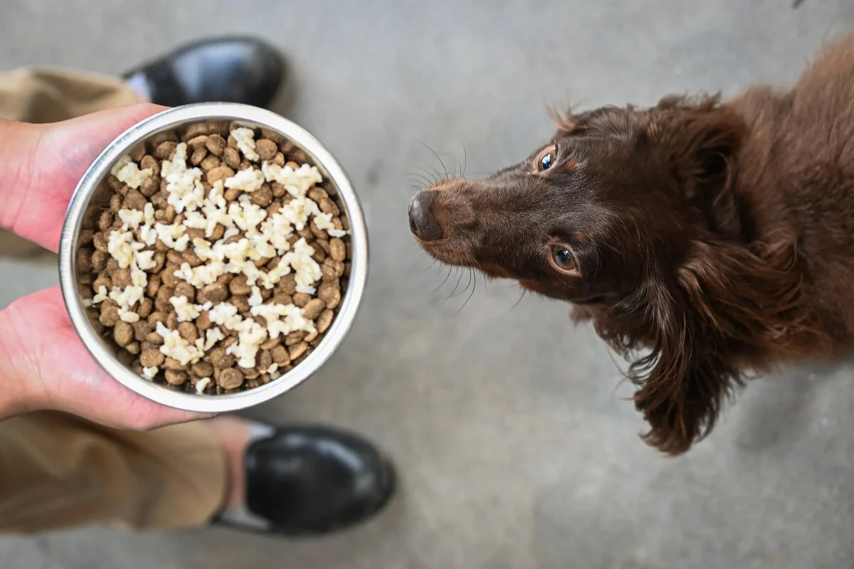 how-to-cook-brown-rice-for-dogs