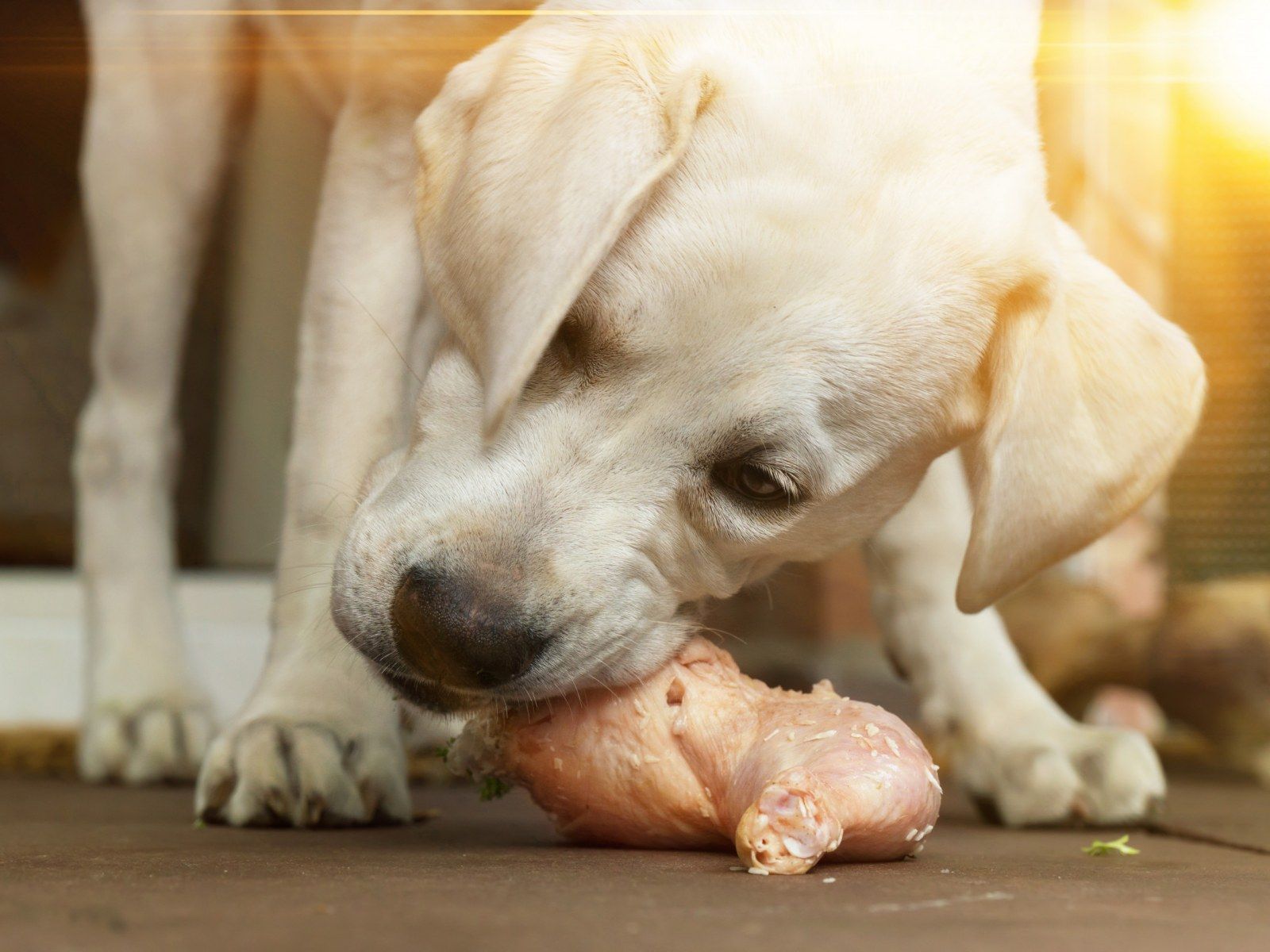 how-to-cook-chicken-for-dogs-with-diarrhea
