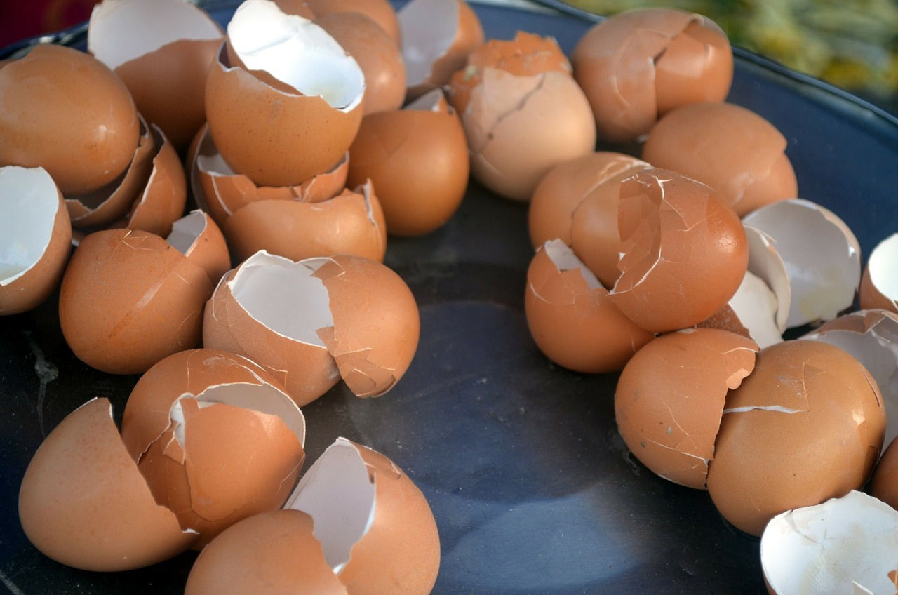 how-to-cook-egg-shells-for-chickens