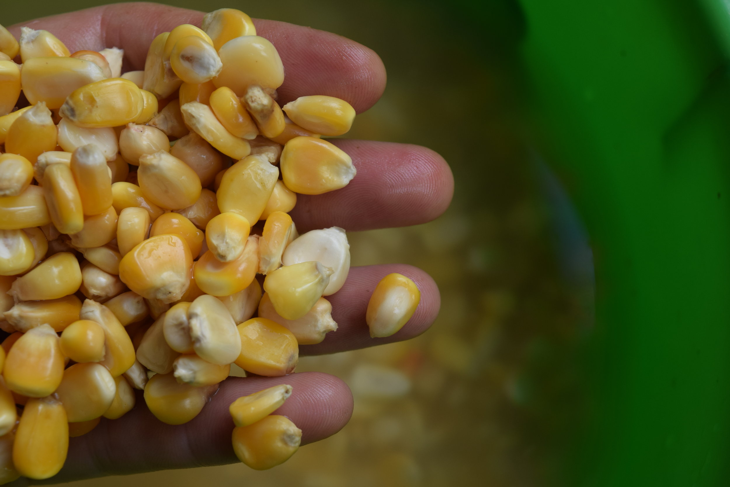 how-to-cook-raw-corn-kernels