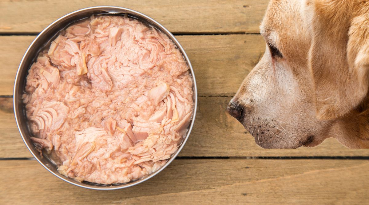 how-to-cook-tuna-for-dogs