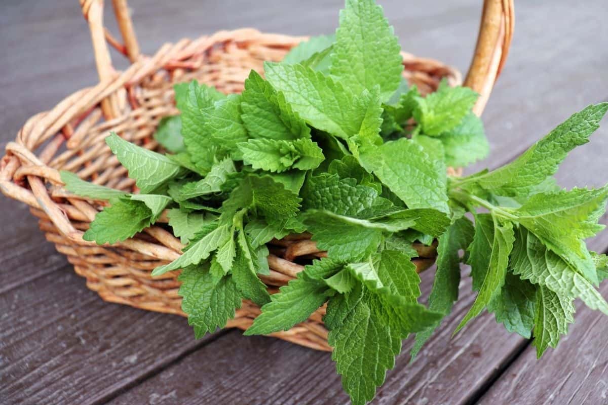 how-to-cook-with-lemon-balm