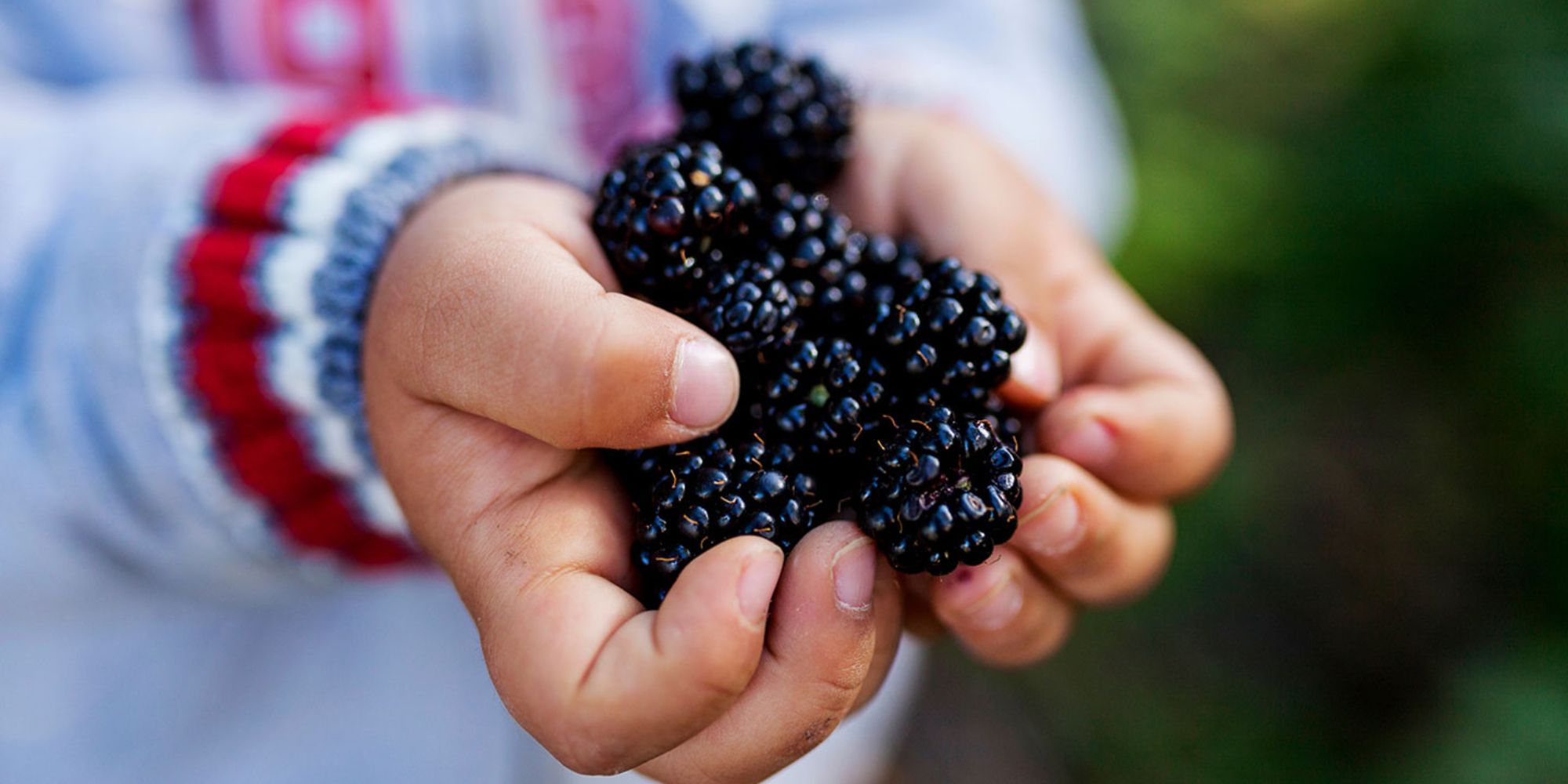 how-to-stew-blackberries-uk