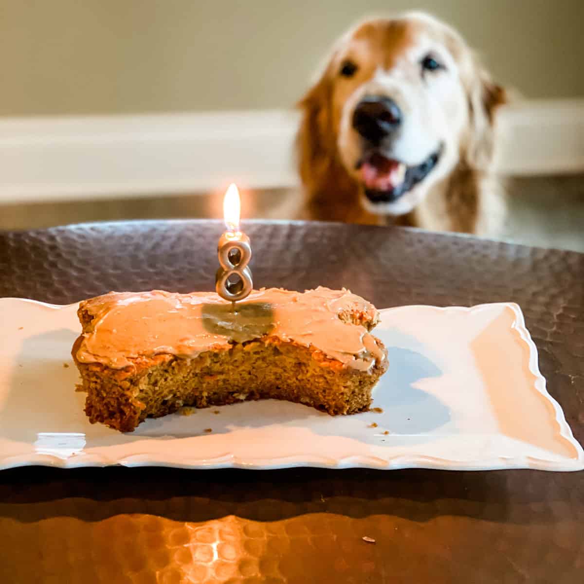 how-to-bake-a-cake-for-a-dog