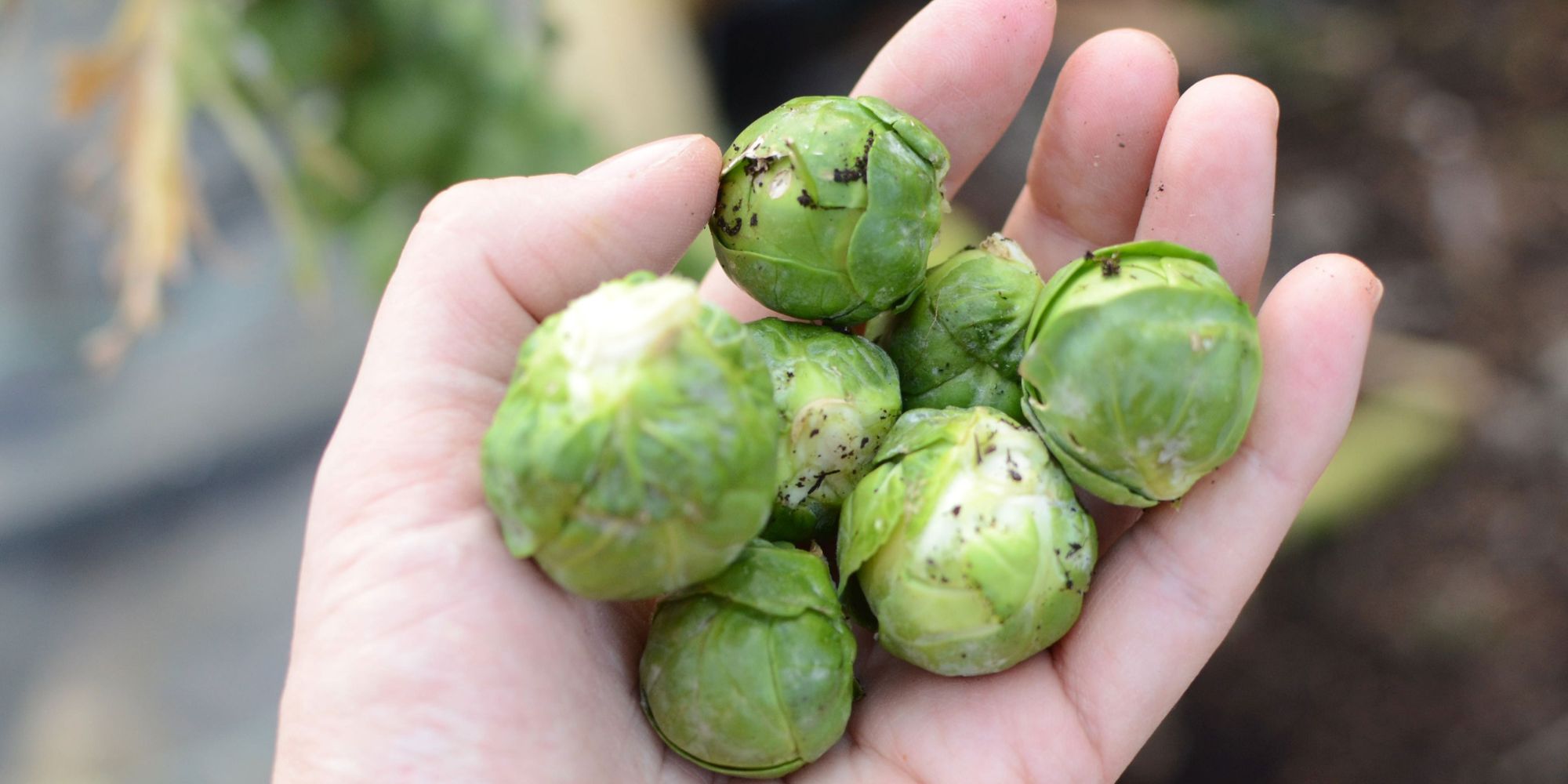 how-to-brine-brussel-sprouts