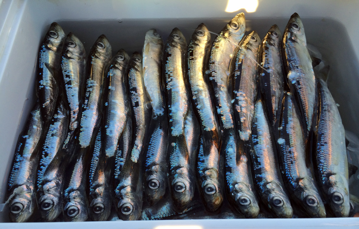 how-to-brine-herring-for-salmon-fishing