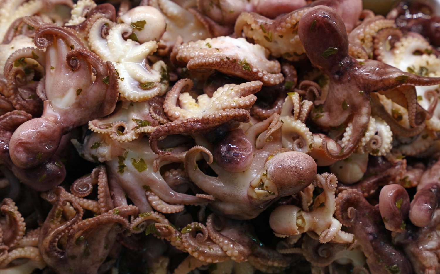 how-to-brine-octopus