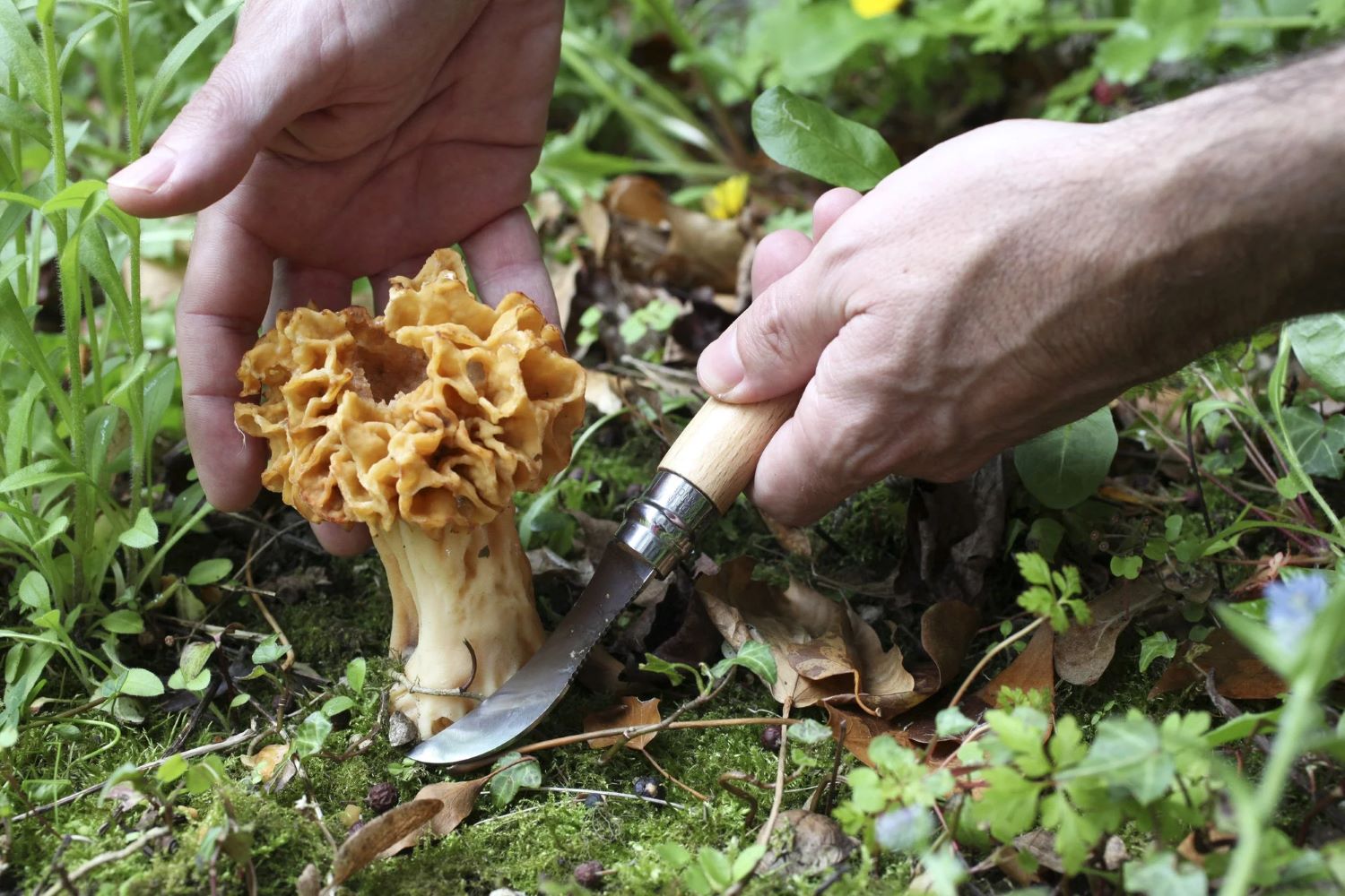 how-to-carve-morel-mushroom
