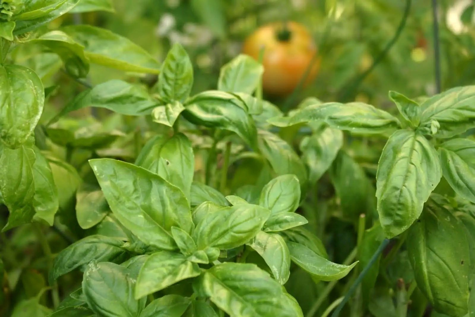 how-to-chiffonade-basil-leaves