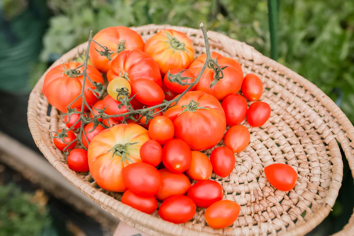 how-to-core-and-seed-tomato