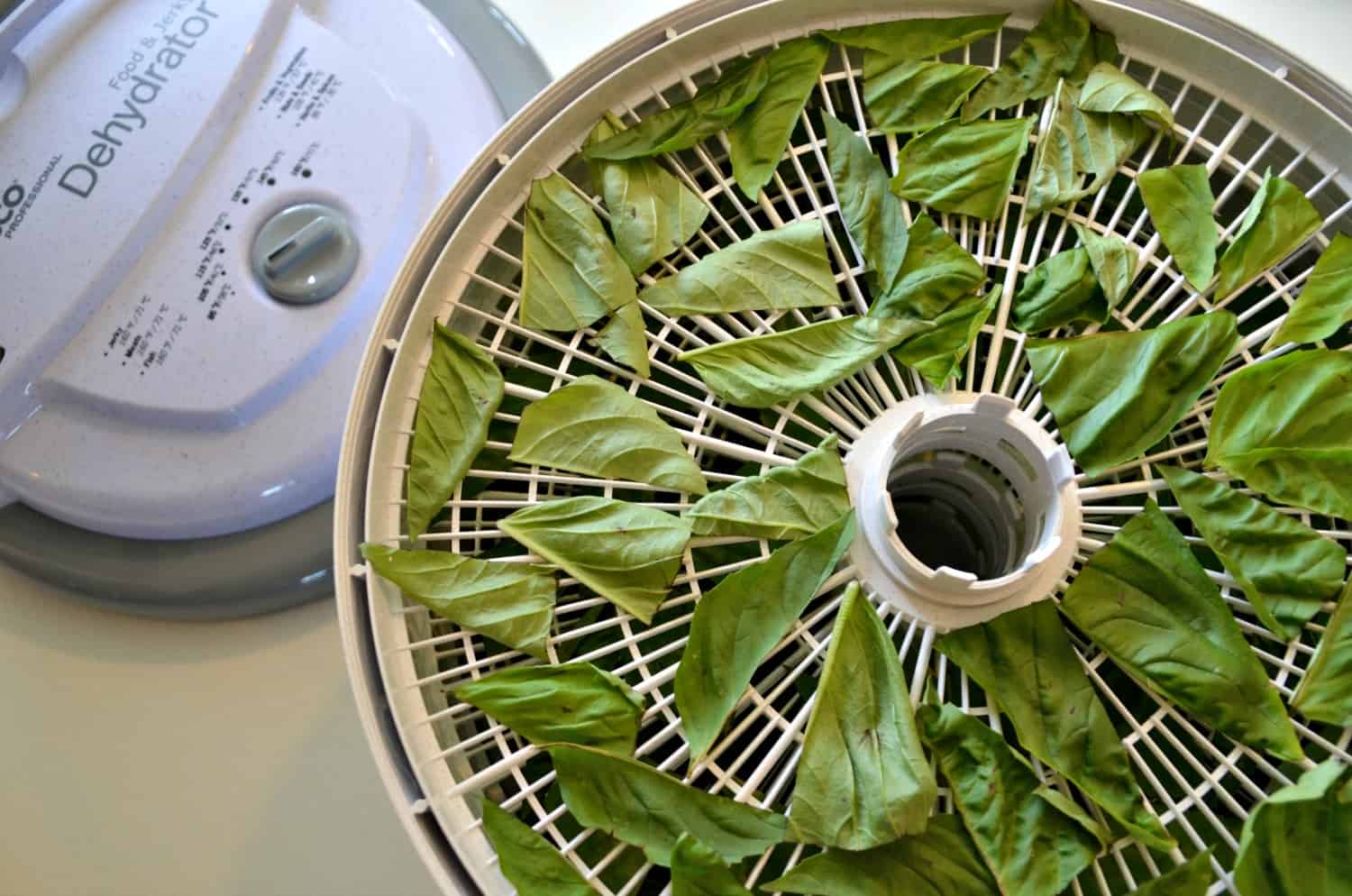 how-to-dehydrate-basil