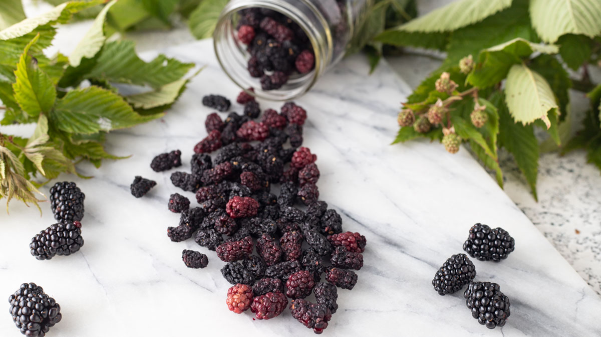 how-to-dehydrate-blackberries