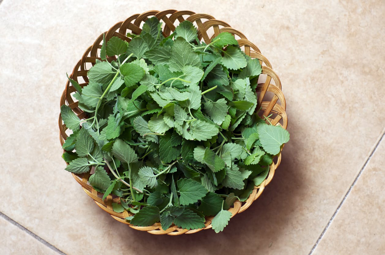 how-to-dehydrate-catnip-in-the-oven