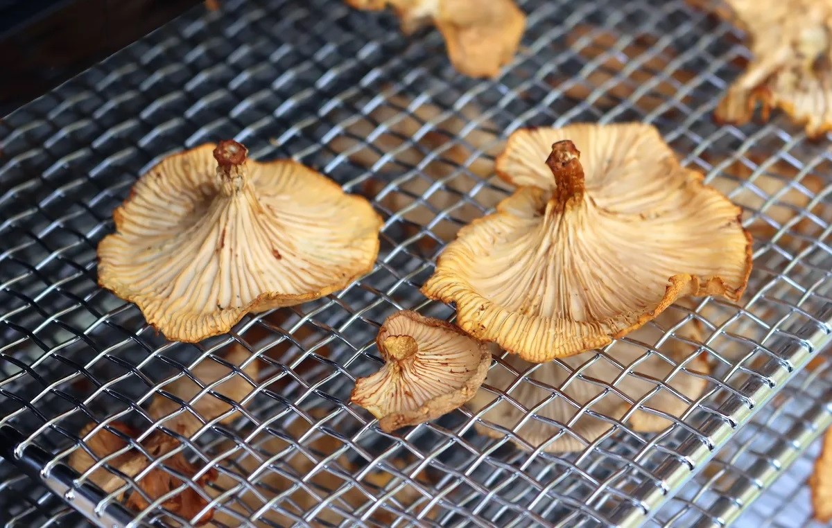 how-to-dehydrate-chantrelles