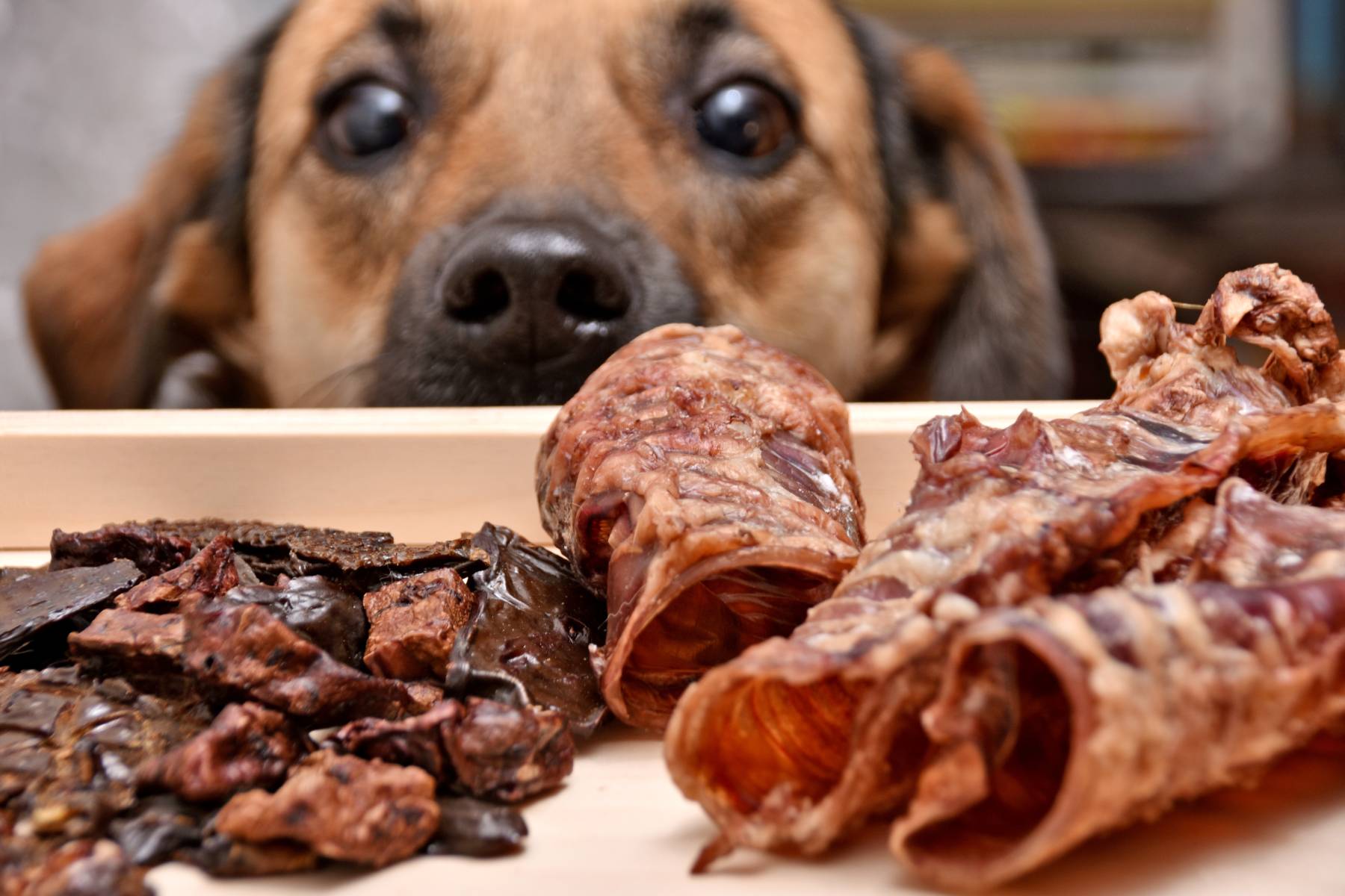how-to-dehydrate-dog-treats