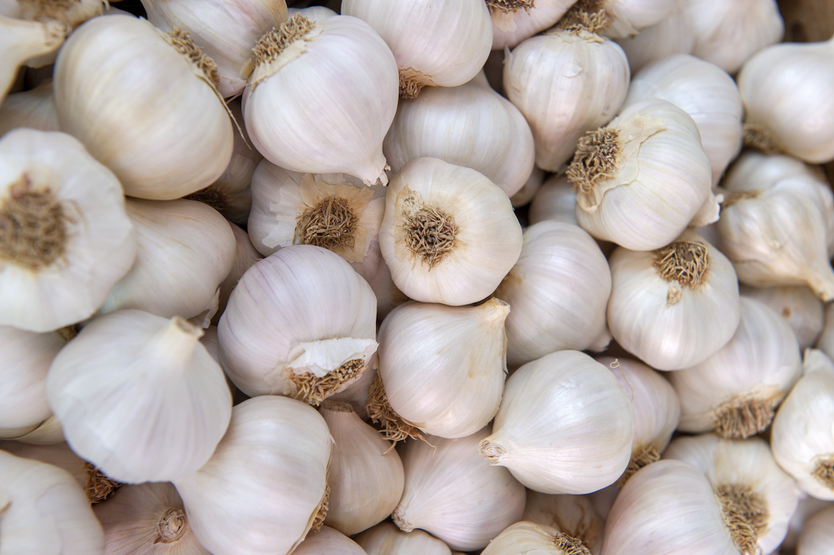 how-to-dehydrate-garlic-at-home