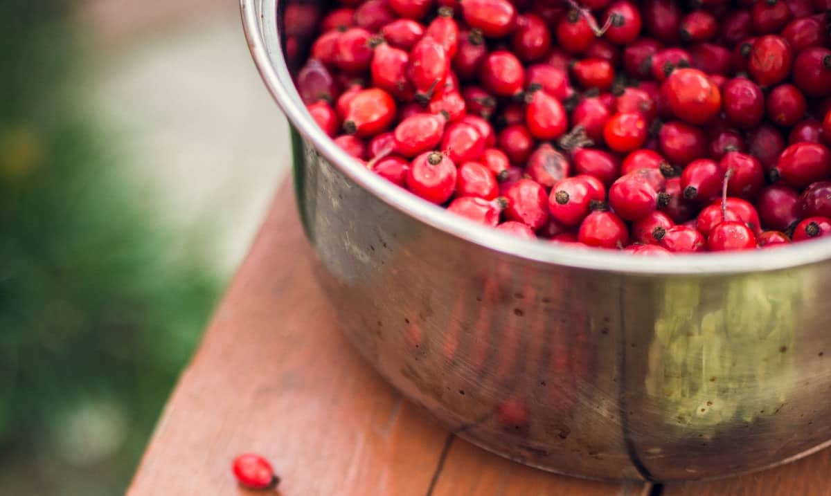 how-to-dehydrate-goji-berries-in-a-dehydrator