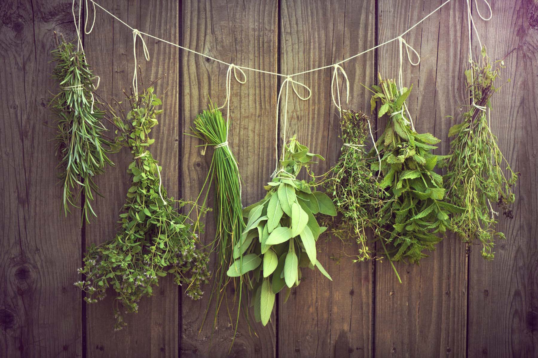 how-to-dehydrate-herbs