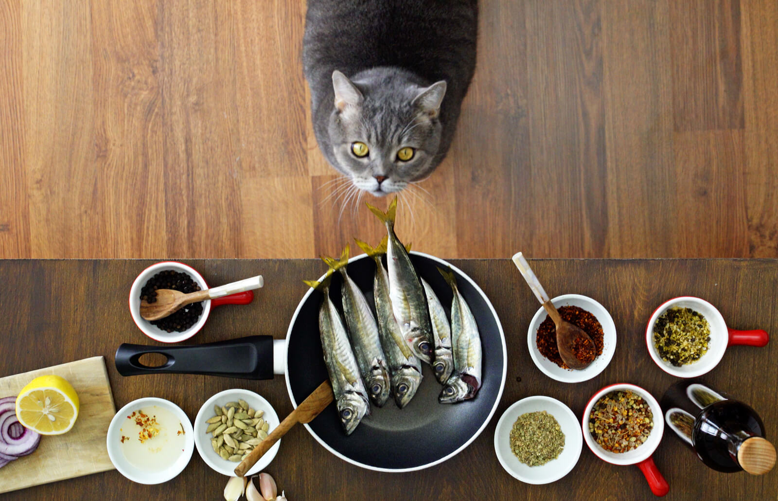 how-to-dehydrate-homemade-cat-food