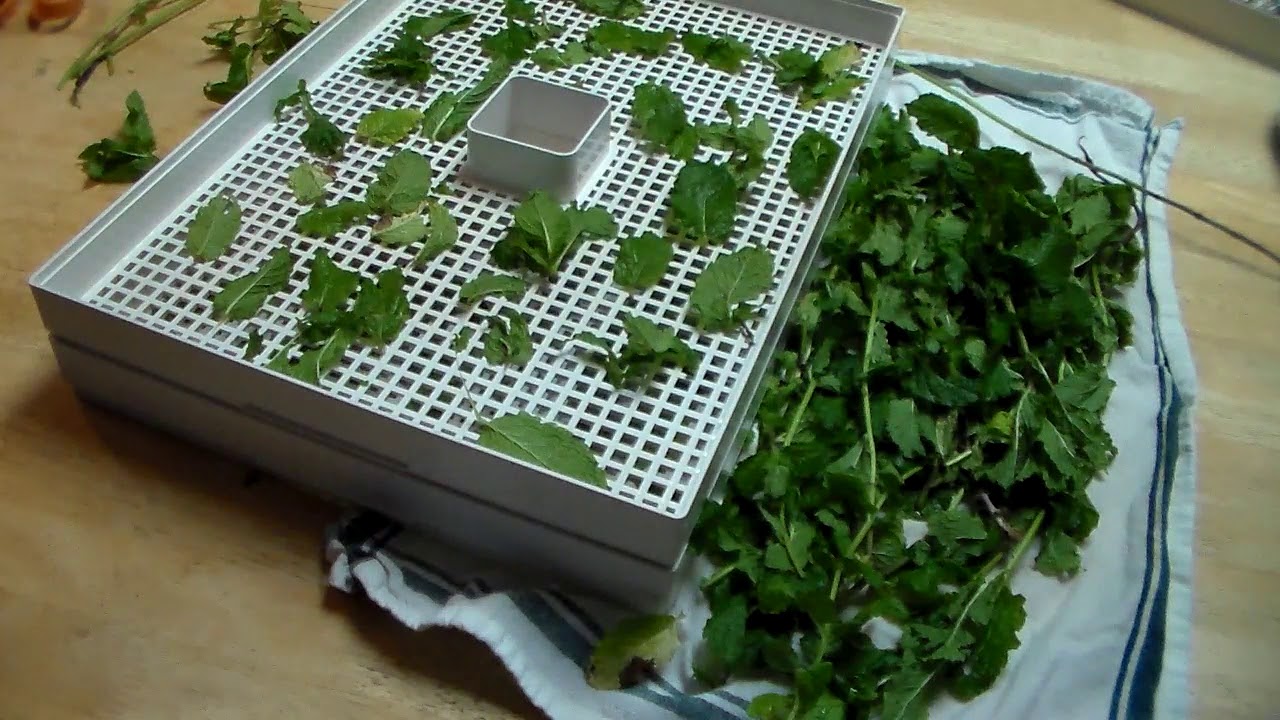 how-to-dehydrate-mint-in-a-dehydrator