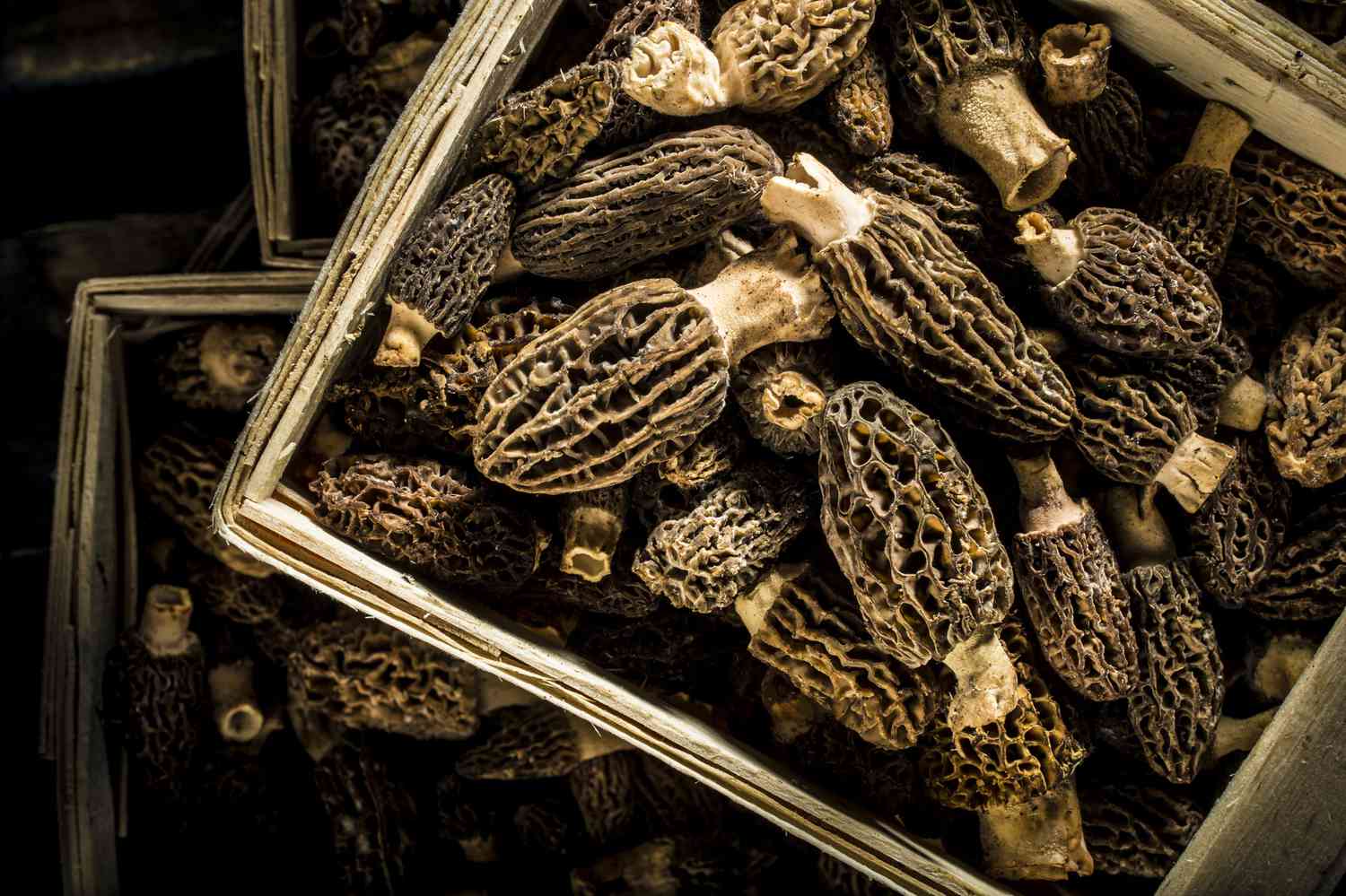 how-to-dehydrate-morel-mushrooms-using-a-dehydrator