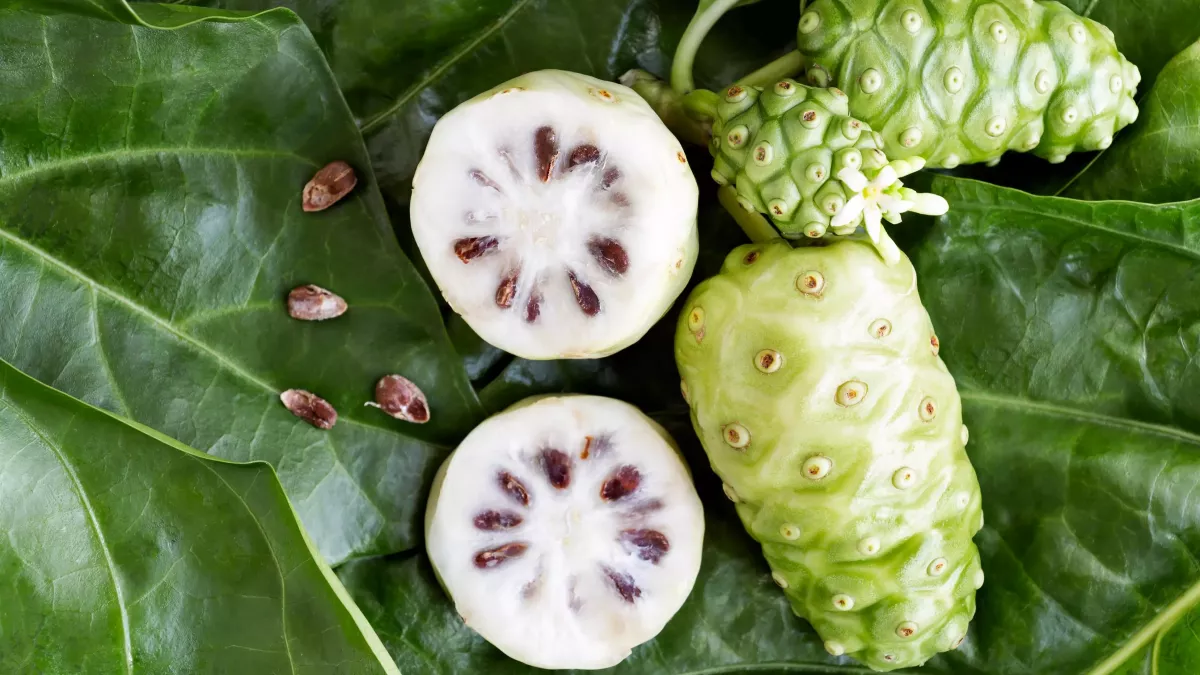 how-to-dehydrate-noni-fruit