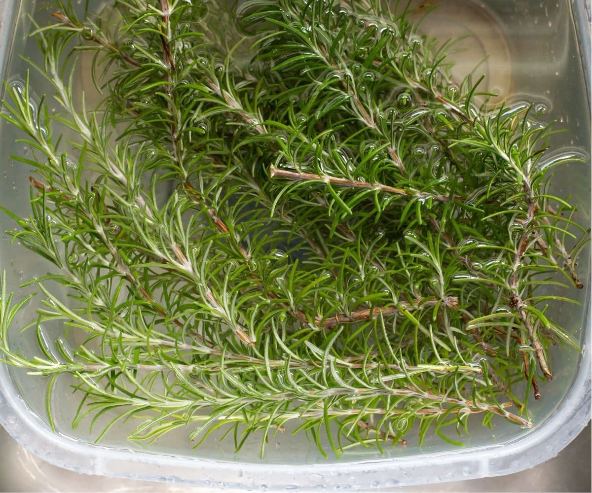 how-to-dehydrate-parsely