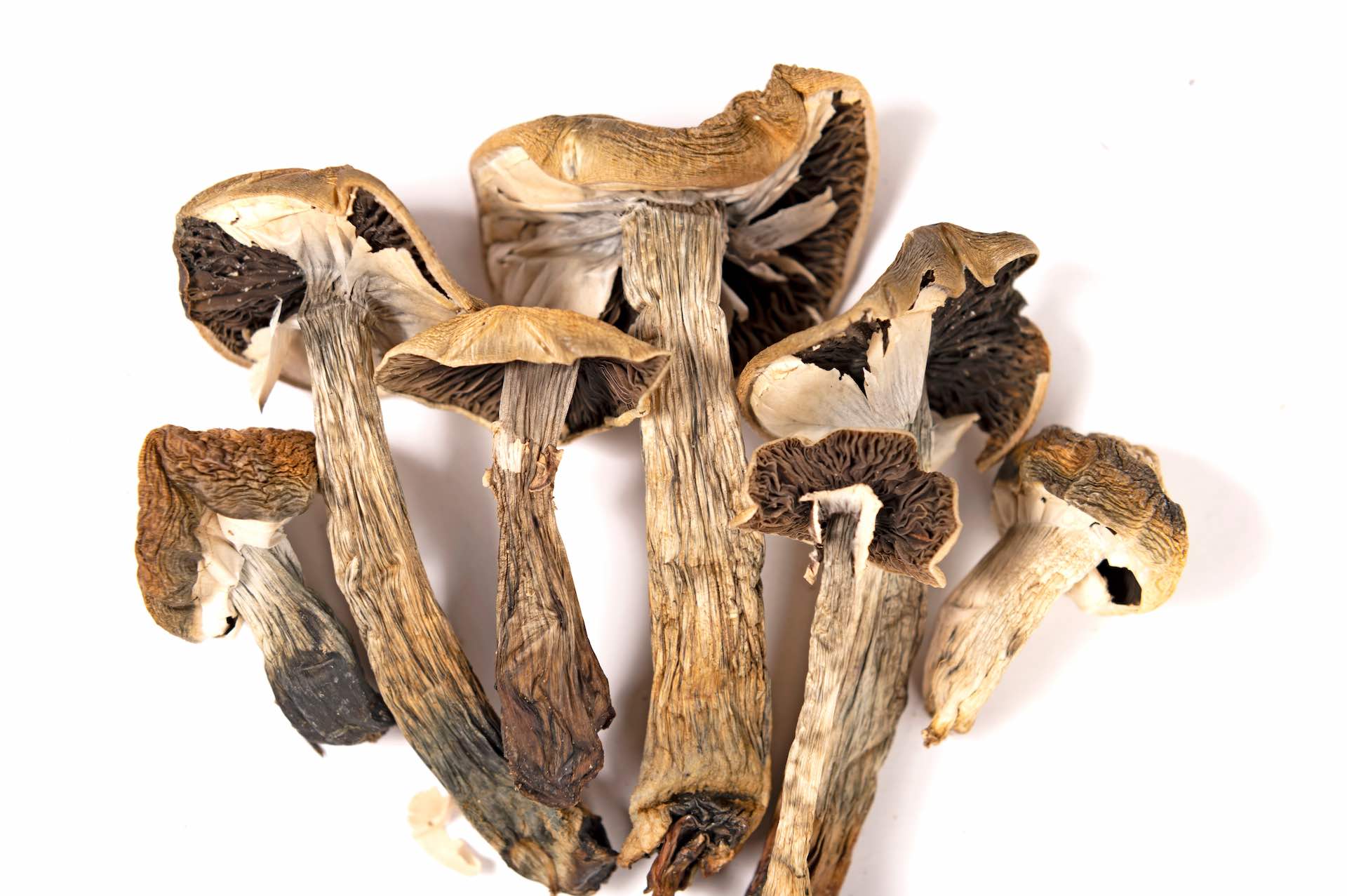 https://recipes.net/wp-content/uploads/2024/01/how-to-dehydrate-shrooms-1704658696.jpg