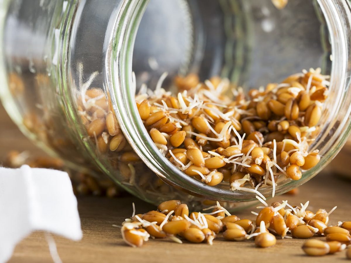 how-to-dehydrate-sprouted-grains