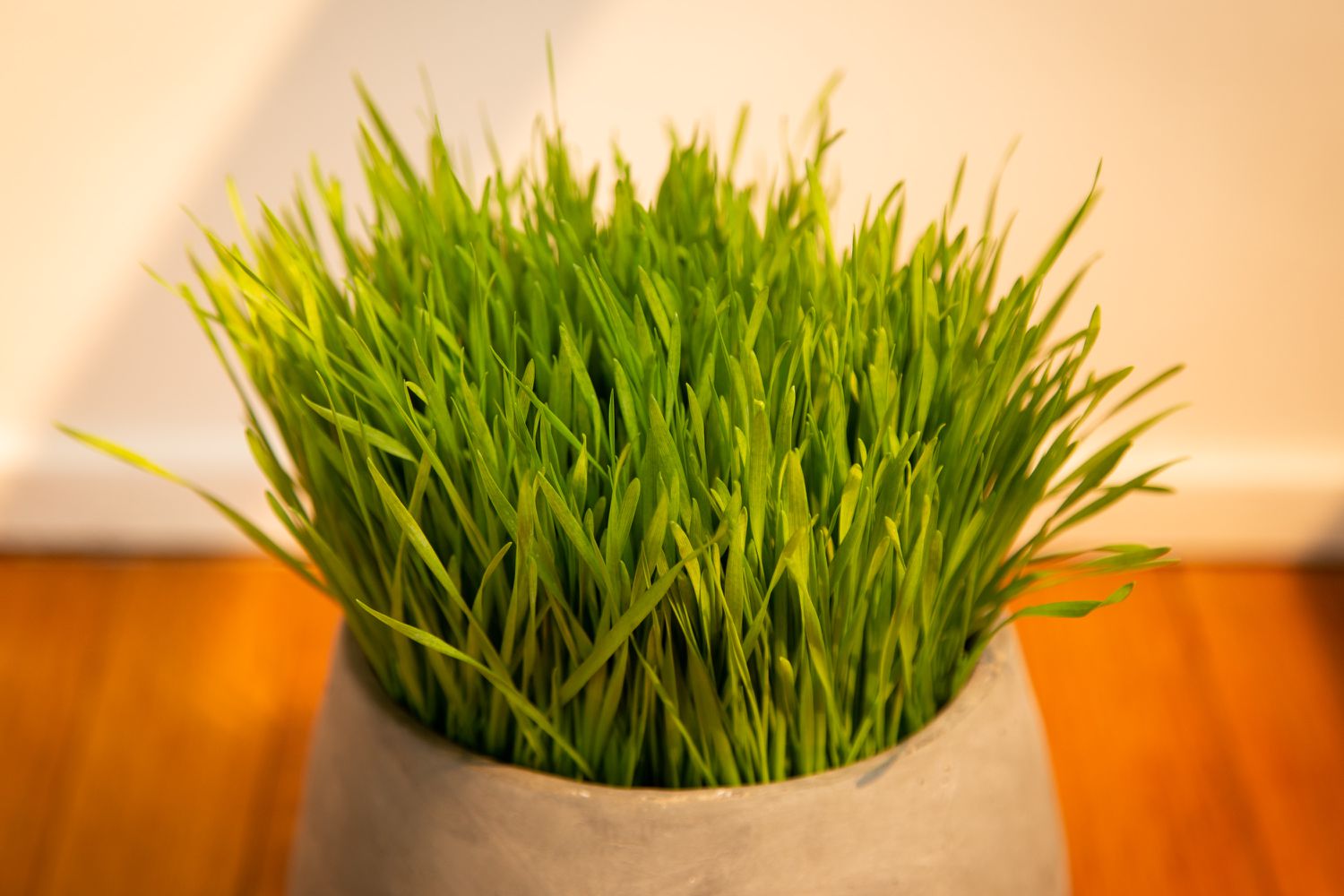 how-to-dehydrate-wheatgrass-industrial