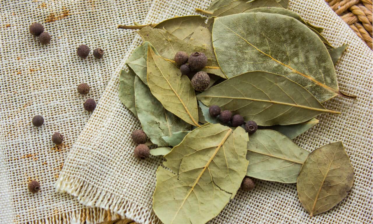 how-to-drink-bay-leaves