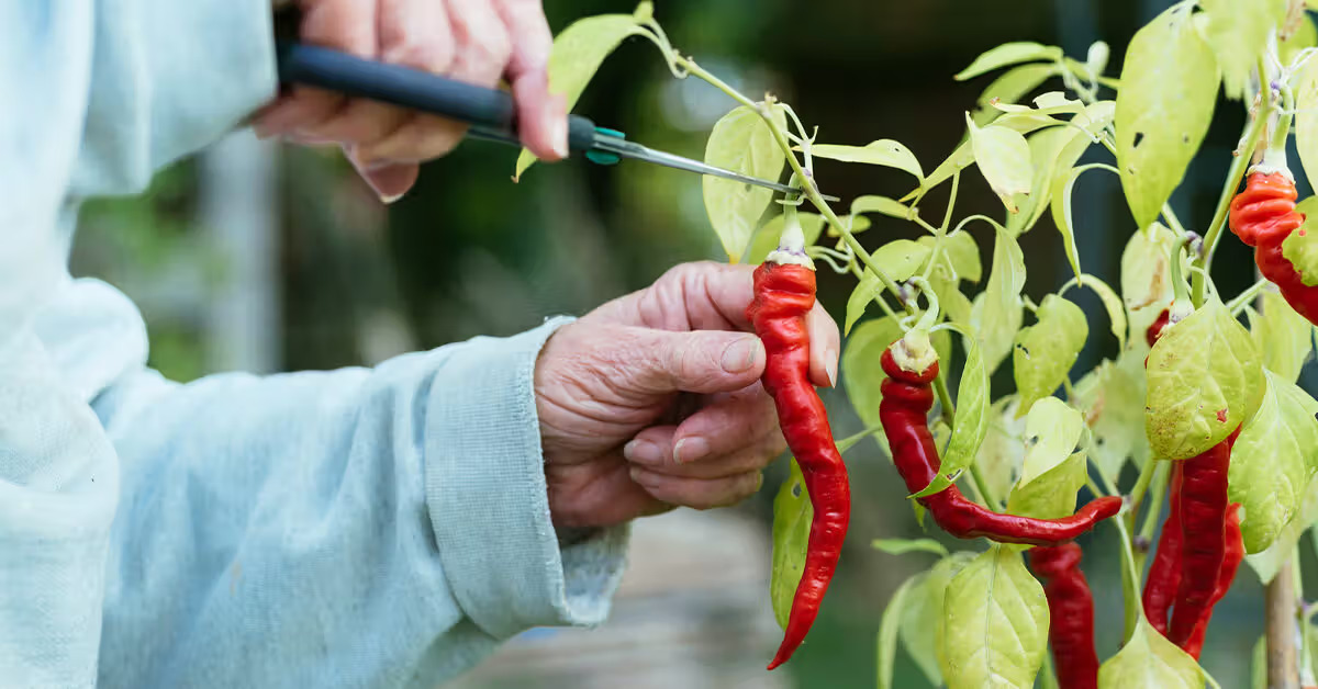 how-to-drink-cayenne-water-mixture