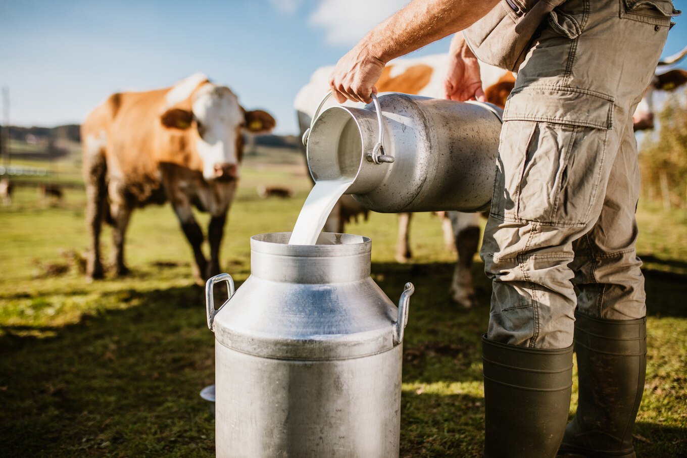 how-to-drink-cow-milk