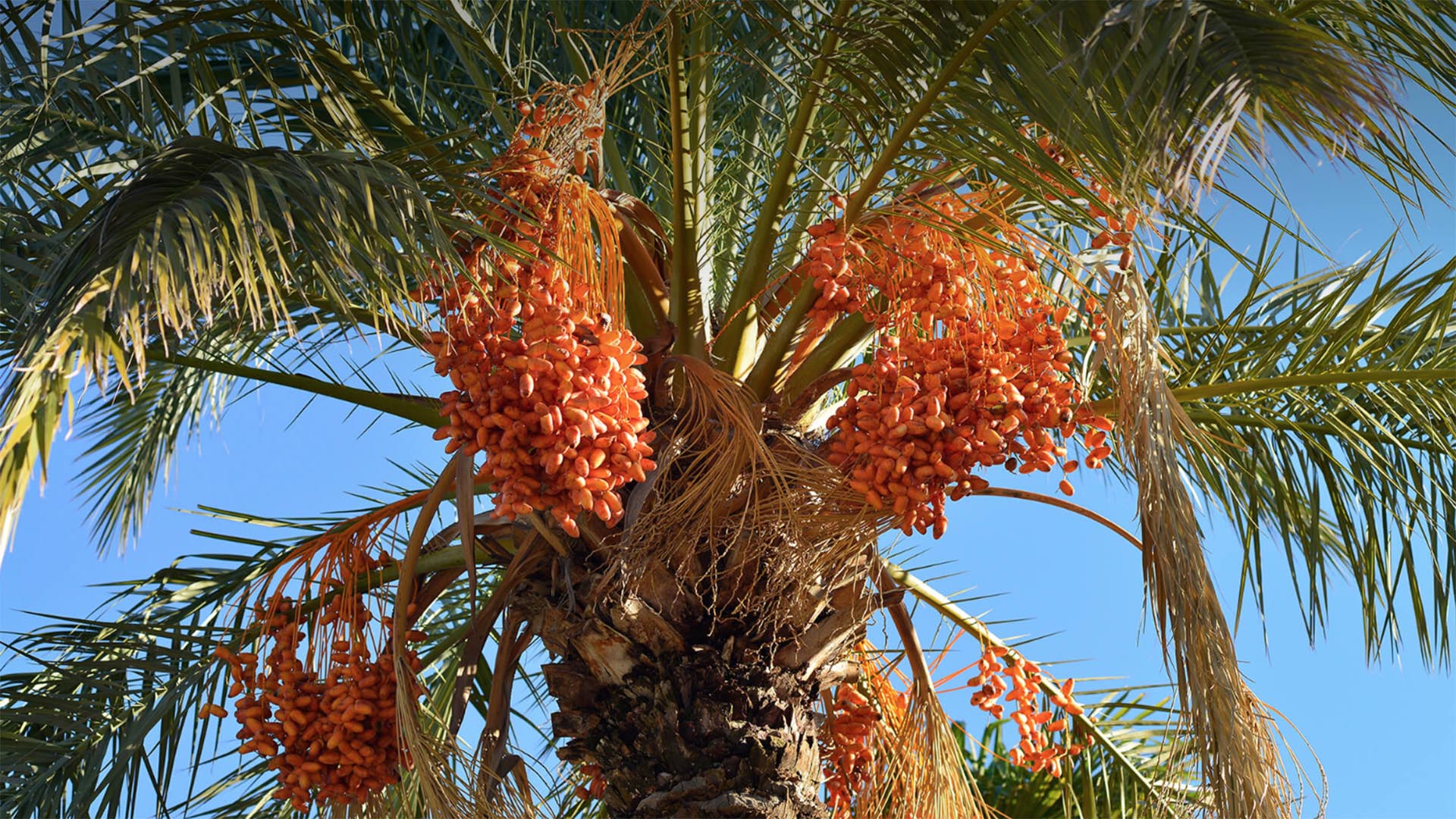 how-to-eat-a-date-palm