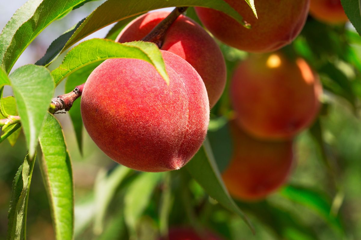 how-to-eat-a-fresh-peach