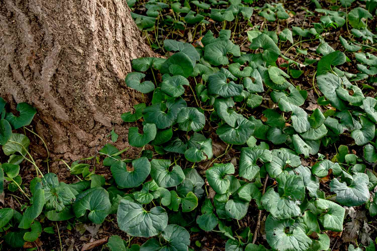 how-to-eat-asarum-canadense