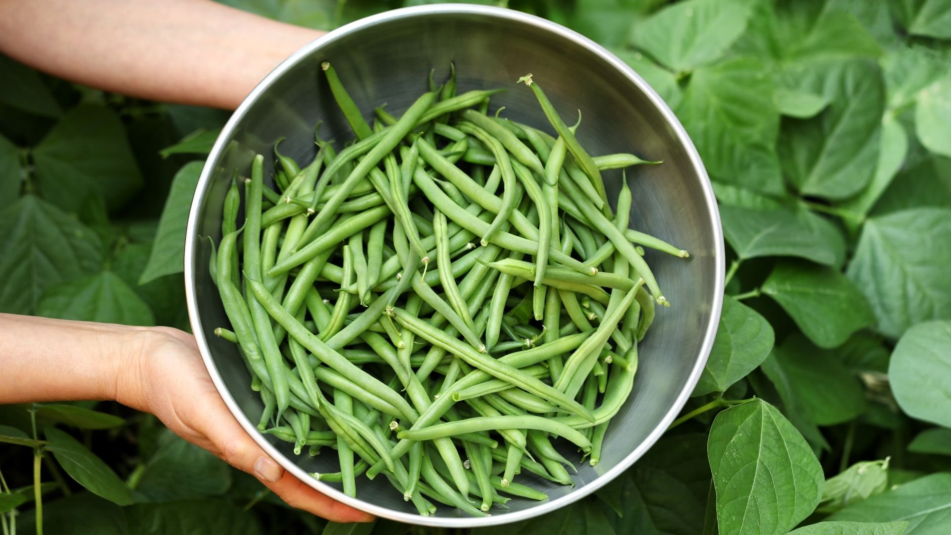 how-to-eat-beans-right-off-the-plant