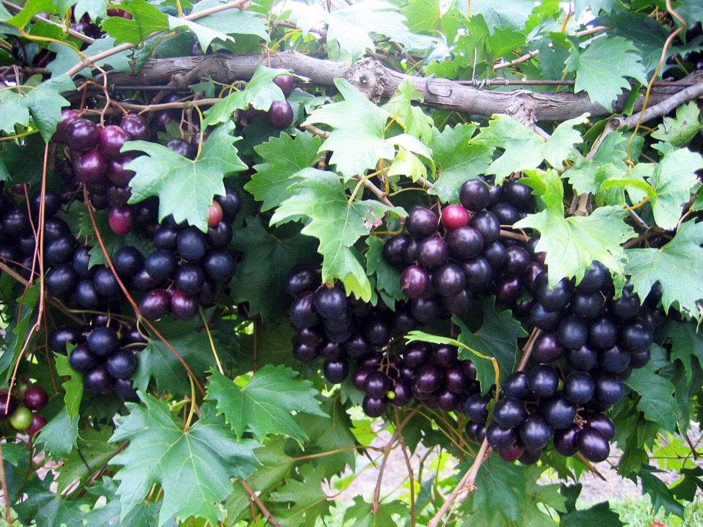 how-to-eat-black-muscadine-grapes