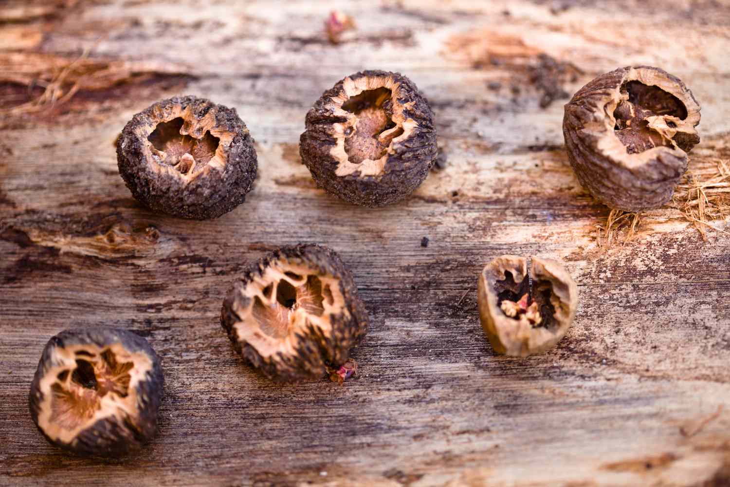 how-to-eat-black-walnuts