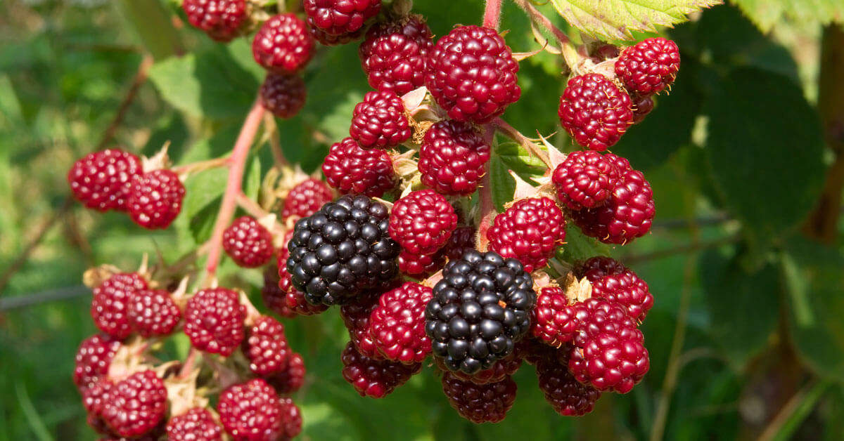 how-to-eat-blackberries-and-raspberry-seeds